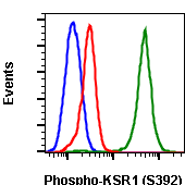 Phospho-KSR1 (Ser392) (3A4) rabbit mAb