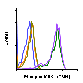 Phospho-MSK1 (Thr581) (A5) rabbit mAb Antibody