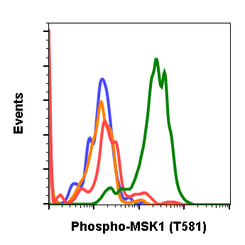 Phospho-MSK1 (Thr581) (A5) rabbit mAb Antibody
