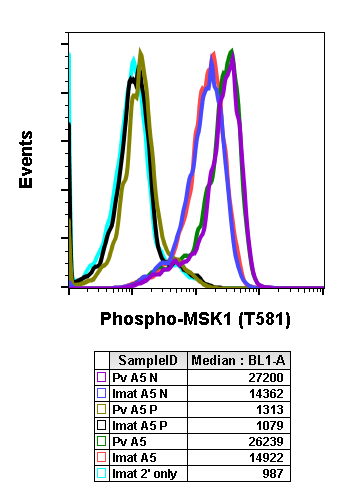 Phospho-MSK1 (Thr581) (A5) rabbit mAb Antibody