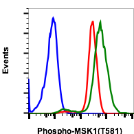 Phospho-MSK1 (Thr581) (A5) rabbit mAb Antibody