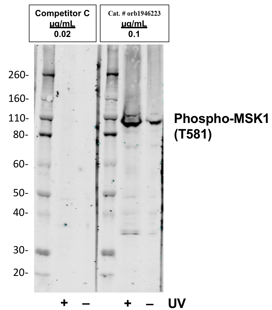Phospho-MSK1 (Thr581) (A5) rabbit mAb Antibody