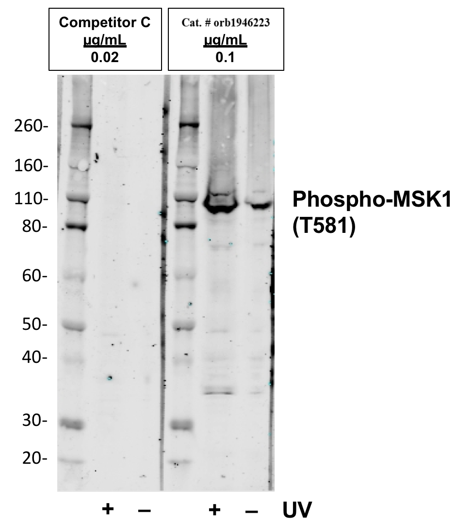 Phospho-MSK1 (Thr581) (A5) rabbit mAb