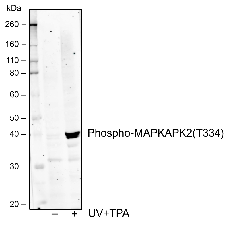 Phospho-MAPKAPK2 (Thr334) (H2) rabbit mAb Antibody