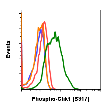 Phospho-Chk1 (Ser317) (F10) rabbit mAb Antibody