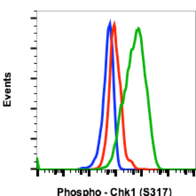 Phospho-Chk1 (Ser317) (F10) rabbit mAb Antibody