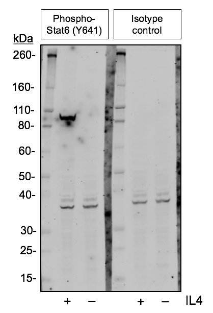 Isotype Control (G9) rabbit mAb Antibody