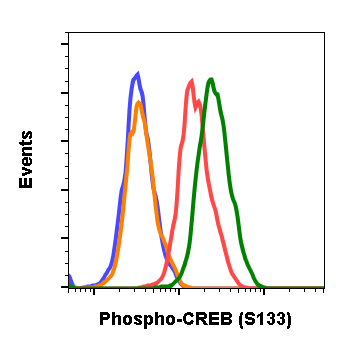 Phospho-CREB (Ser133) (4D11) rabbit mAb Antibody