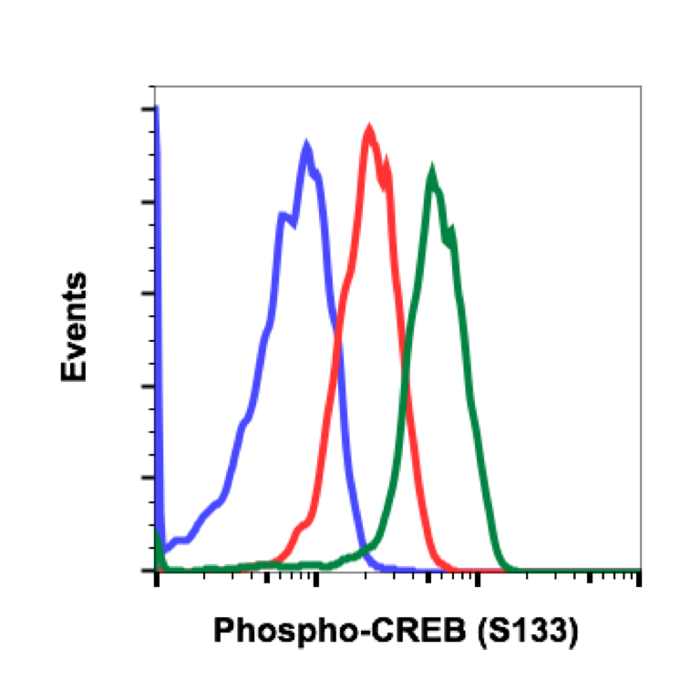 Phospho-CREB (Ser133) (4D11) rabbit mAb Antibody