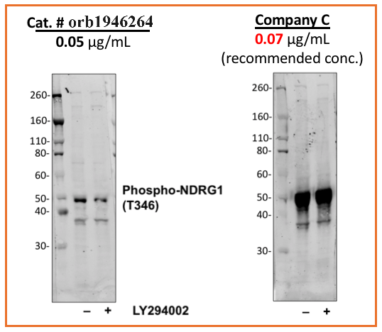 Phospho-NDRG1 (Thr346) (F5) rabbit mAb Antibody