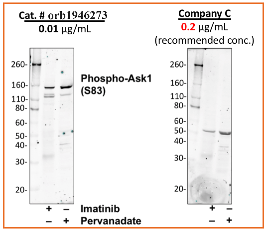 Phospho-Ask1 (Ser83) (G4) rabbit mAb Antibody