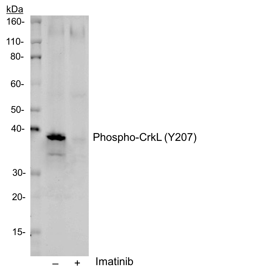 Phospho-CrkL (Tyr207) (G4) rabbit mAb Antibody