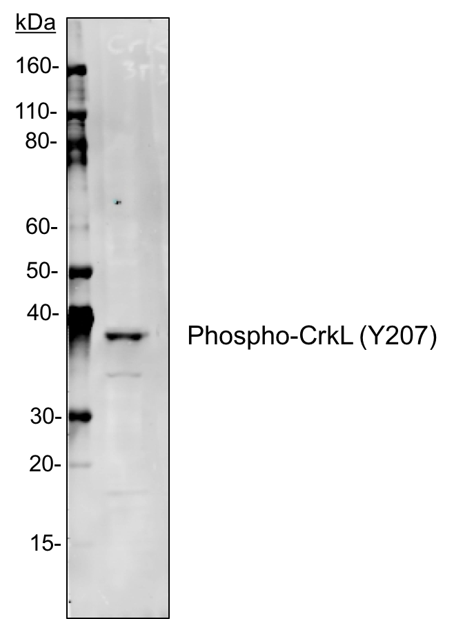 Phospho-CrkL (Tyr207) (G4) rabbit mAb Antibody