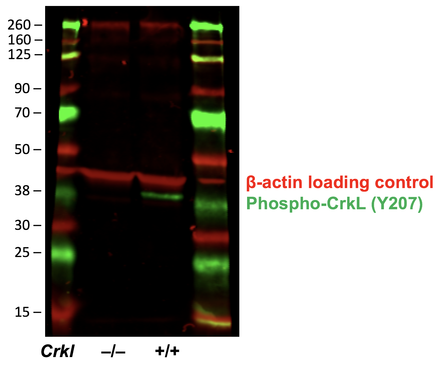 Phospho-CrkL (Tyr207) (G4) rabbit mAb Antibody