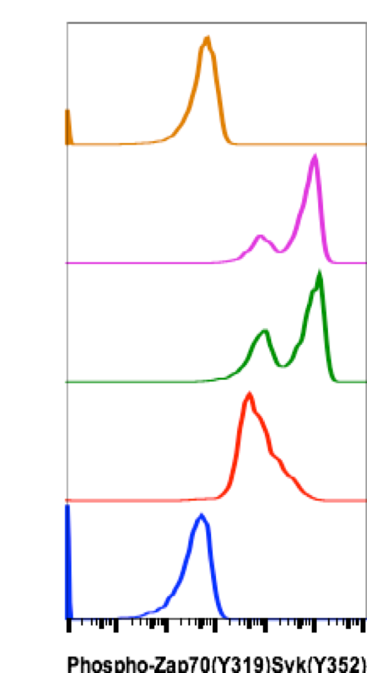 Phospho-Zap70 (Tyr319)/Syk (Tyr352) (A3) rabbit mAb