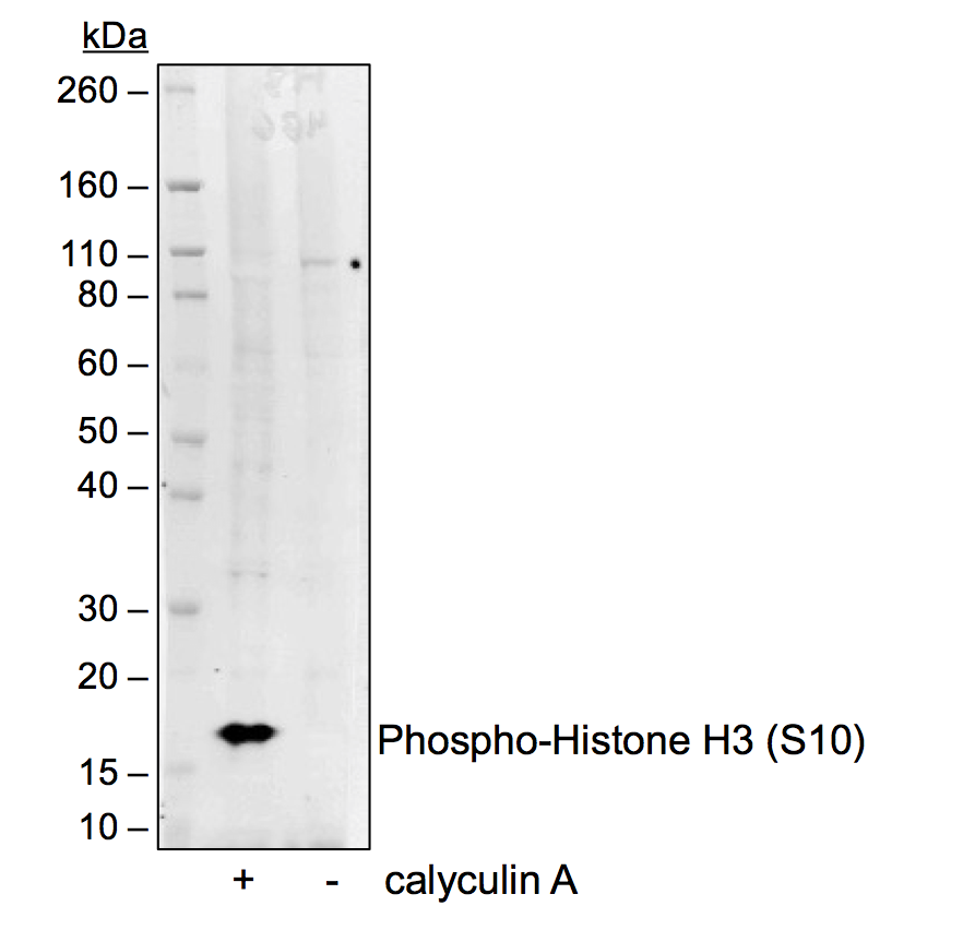 Phospho-Histone H3 (Ser10) (4B6) rabbit mAb