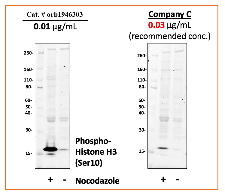 Phospho-Histone H3 (Ser10) (4B6) rabbit mAb Antibody