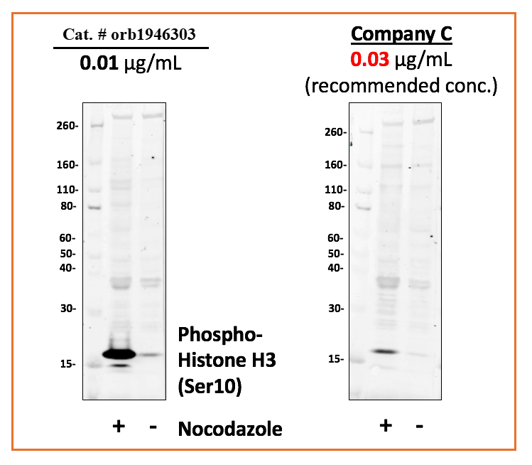 Phospho-Histone H3 (Ser10) (4B6) rabbit mAb