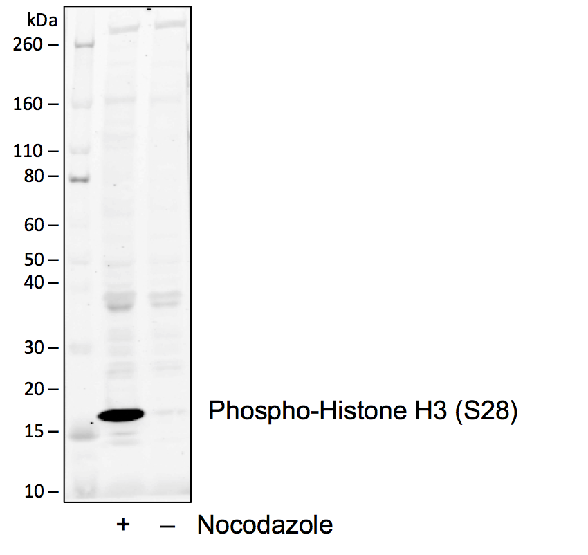 Phospho-Histone H3 (Ser28) (D6) rabbit mAb Antibody