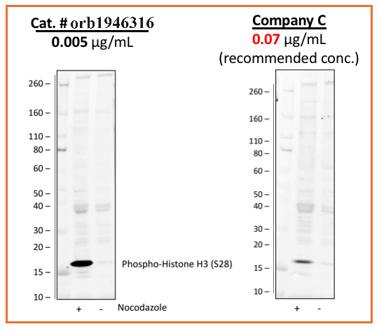 Phospho-Histone H3 (Ser28) (D6) rabbit mAb Antibody