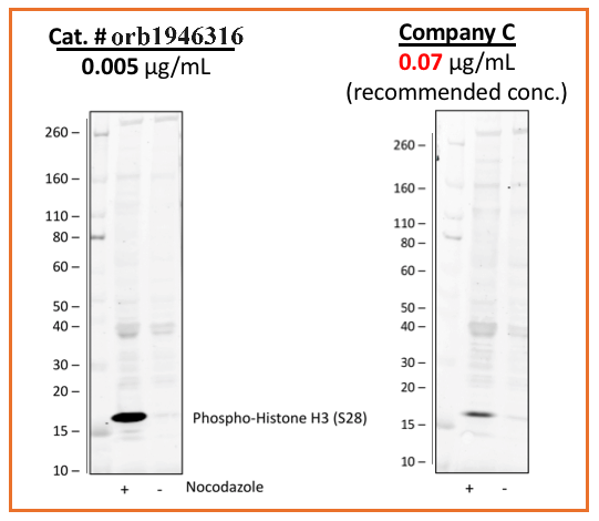Phospho-Histone H3 (Ser28) (D6) rabbit mAb
