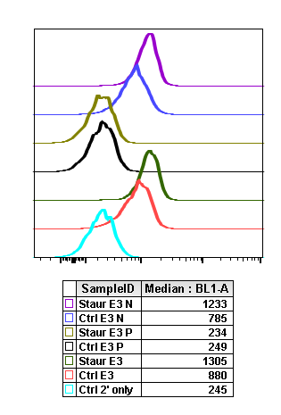 Phospho-p38 MAPK (Thr180/Tyr182) (E3) rabbit mAb