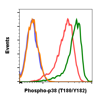 Phospho-p38 MAPK (Thr180/Tyr182) (E3) rabbit mAb Antibody