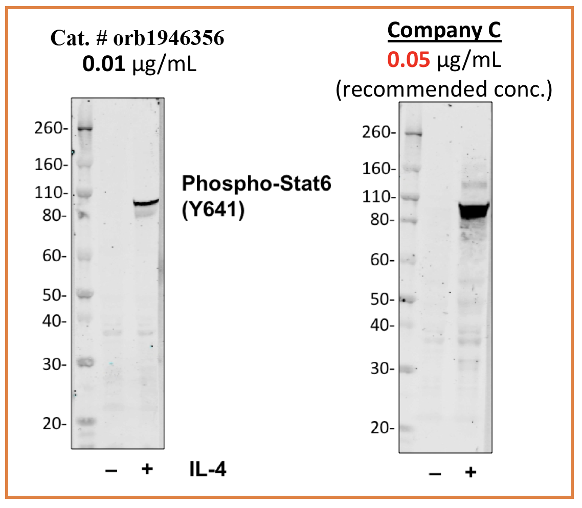 Phospho-Stat6 (Tyr641) (G12) rabbit mAb Antibody