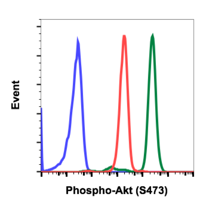 Phospho-Akt1 (Ser473) (C7) rabbit mAb