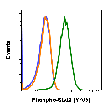 Phospho-Stat3 (Tyr705) (B12) rabbit mAb Antibody