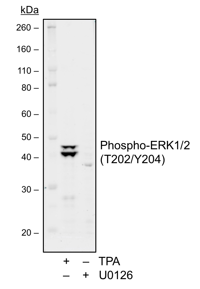 Phospho-p44/42 MAPK (Erk1/2) (Thr202/Tyr204) (A11) rabbit mAb Antibody