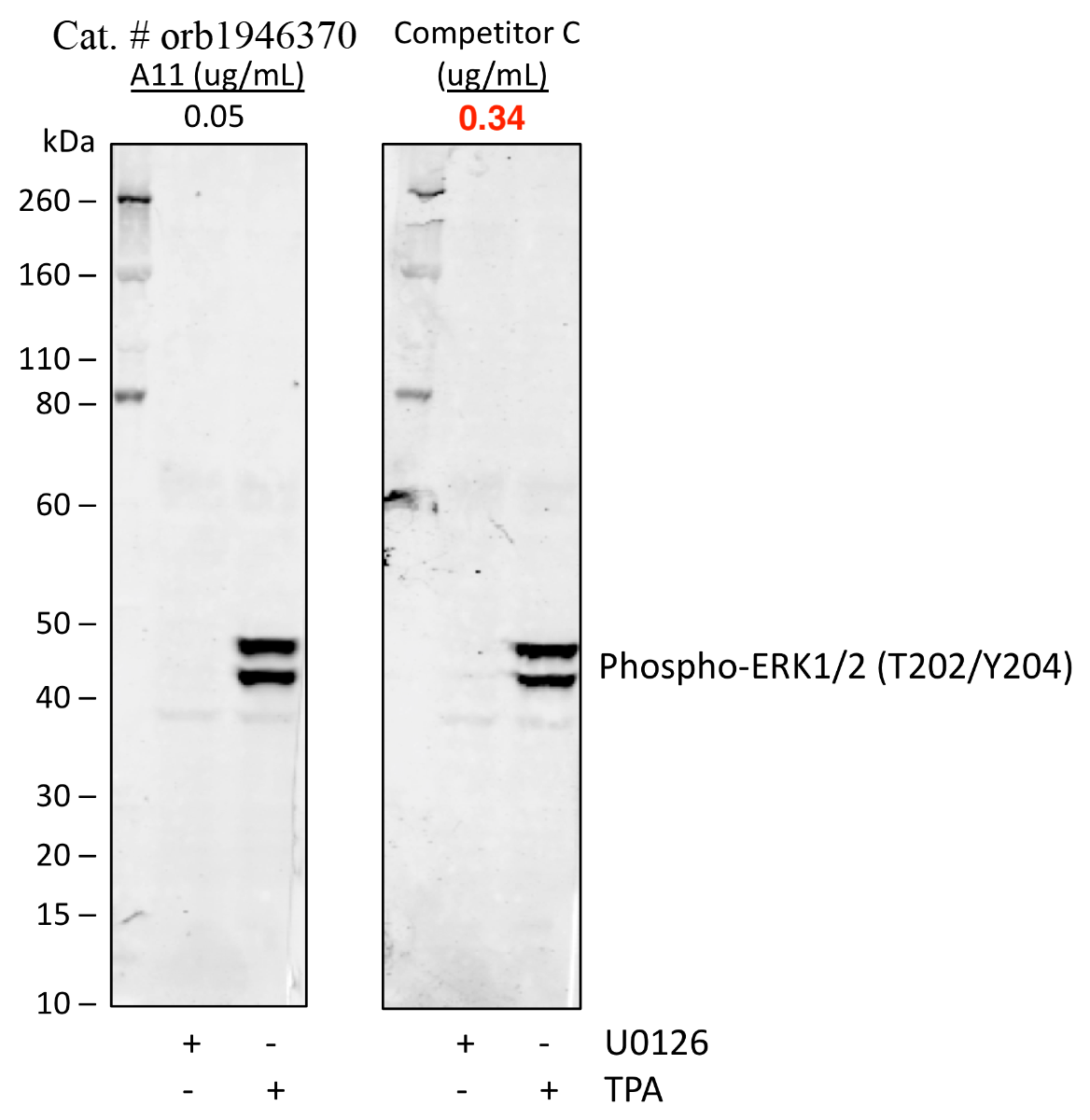 Phospho-p44/42 MAPK (Erk1/2) (Thr202/Tyr204) (A11) rabbit mAb Antibody