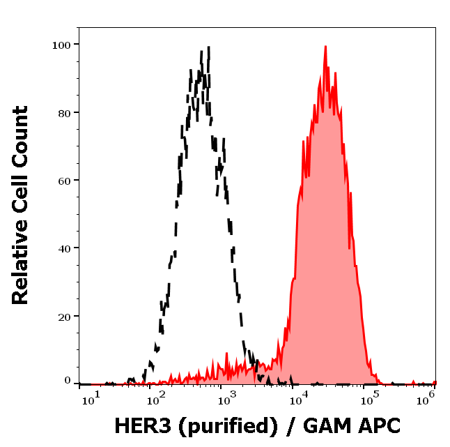 HER3 Antibody