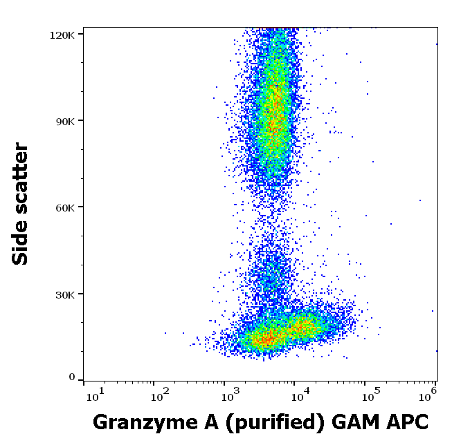 Granzyme A Antibody