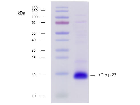 rDer p 23 (Dermatophagoides pteronyssinus 23.0101) Antibody