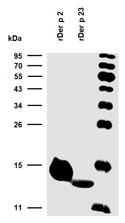 rDer p 23 (Dermatophagoides pteronyssinus 23.0101) Antibody