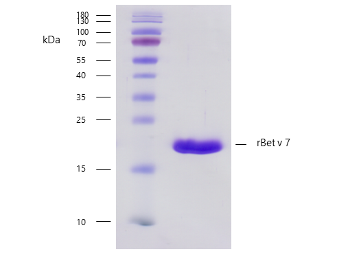 rBet v 7 (Betula verrucosa 7.0101) Antibody