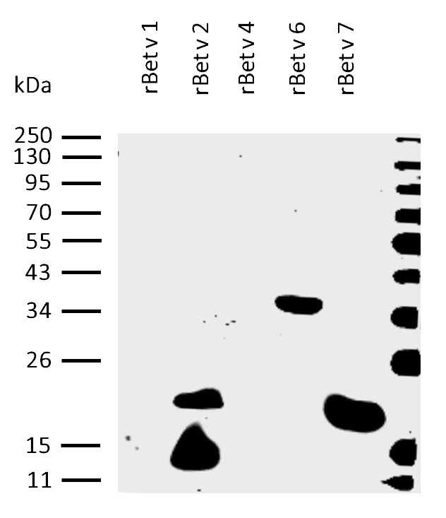rBet v 7 (Betula verrucosa 7.0101) Antibody
