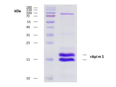 rApi m 1 (Apis mellifera 1.0101) Antibody