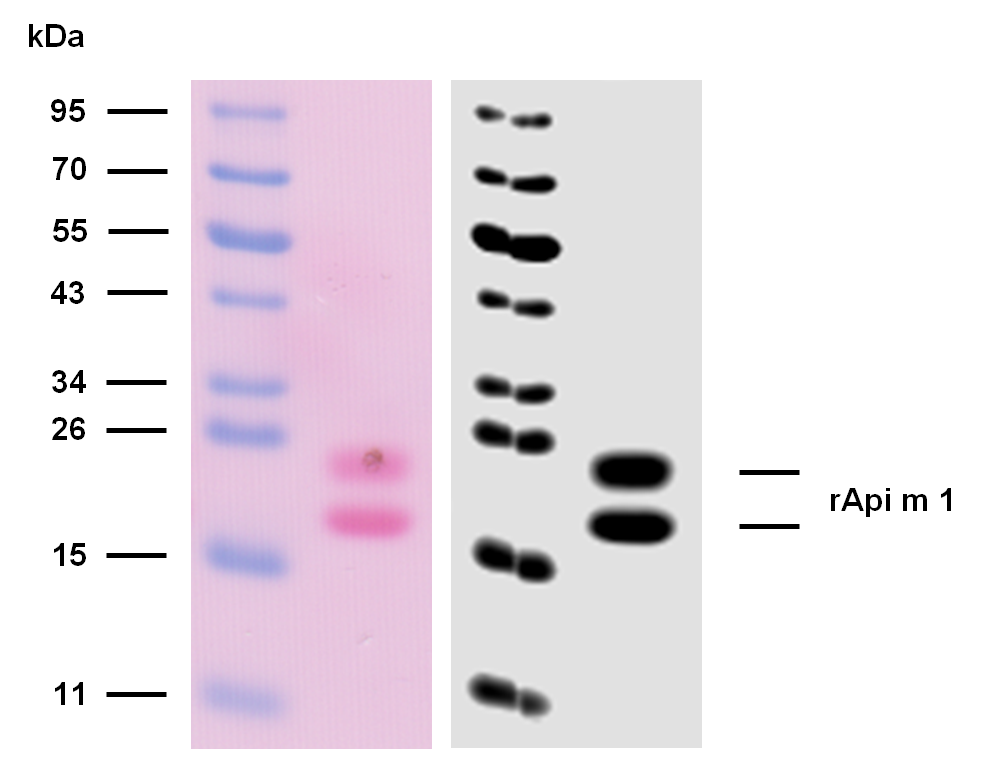 rApi m 1 (Apis mellifera 1.0101) Antibody