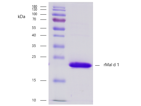 rMal d 1 (Malus domestica 1.0101) Antibody