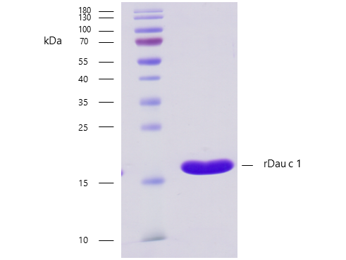 rDau c 1 (Daucus carota 1.0101 ) Antibody