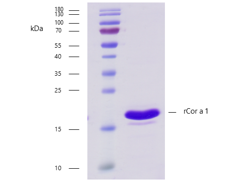 rCor a 1 (Corylus avellana 1.0401) Antibody