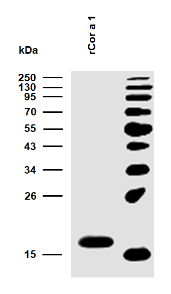 rCor a 1 (Corylus avellana 1.0401) Antibody