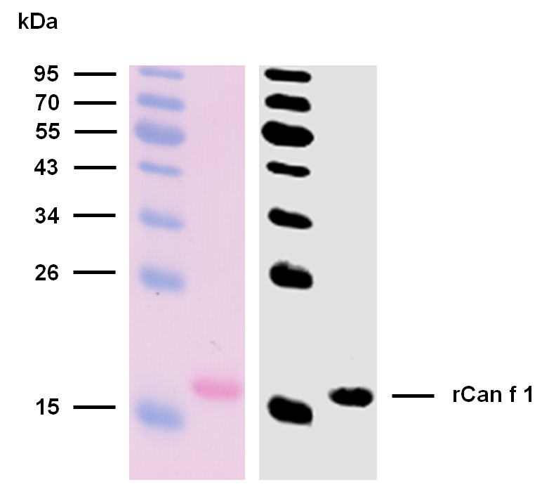 rCan f 1 (Canis familiaris 1.0101) Antibody