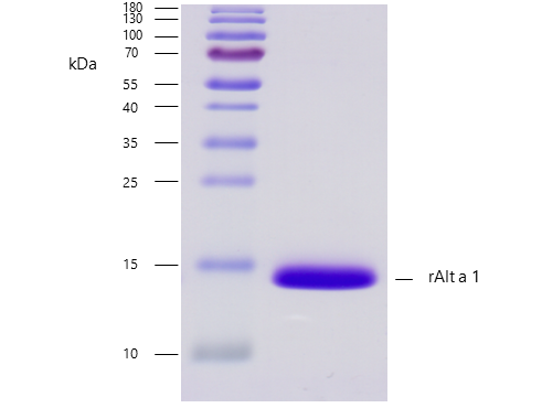 rAlt a 1 (Alternaria alternata 1.0101) Antibody