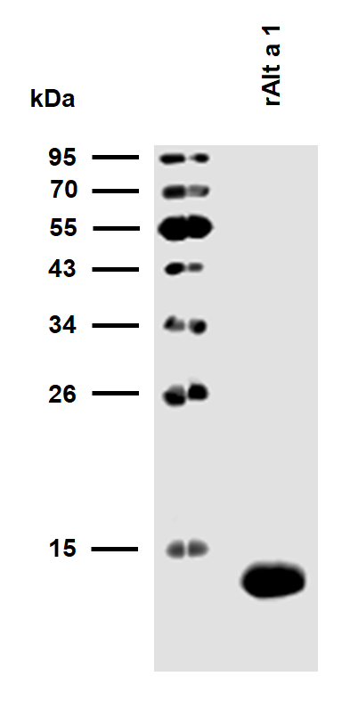 rAlt a 1 (Alternaria alternata 1.0101) Antibody