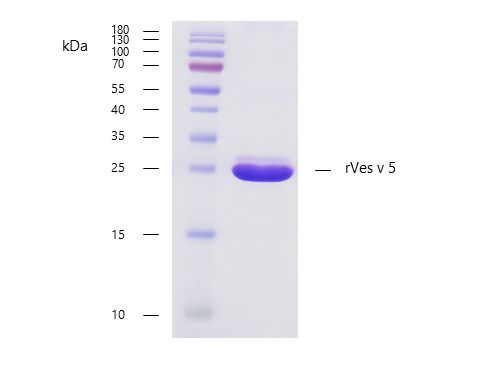 rVes v 5 (Vespula vulgaris 5.0101) Antibody