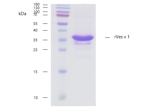 rVes v 1 (Vespula vulgaris 1.0101) Antibody