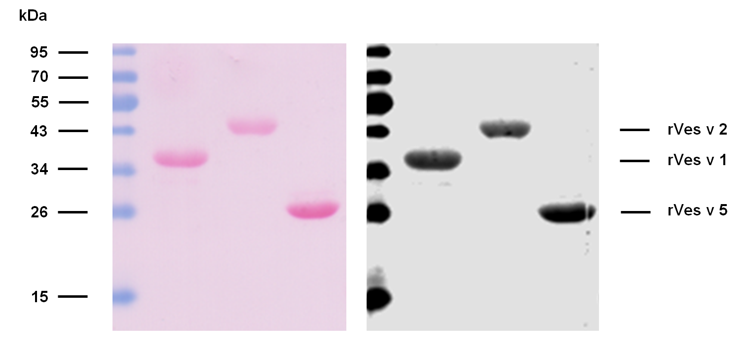 rVes v 1 (Vespula vulgaris 1.0101) Antibody